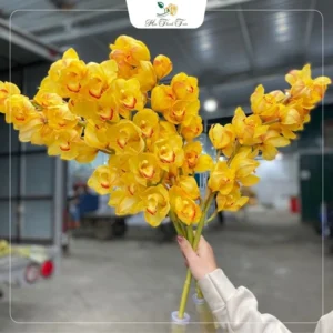 Địa lan Côn Minh