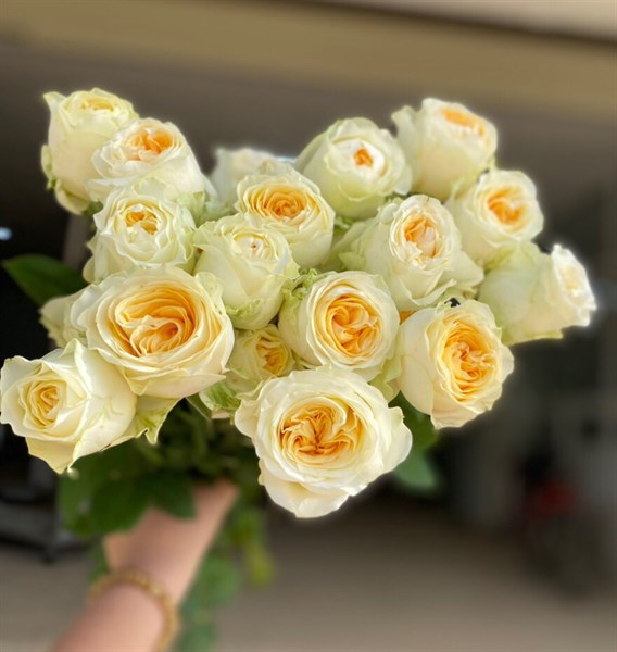 Hồng ButterCup Đà Lạt