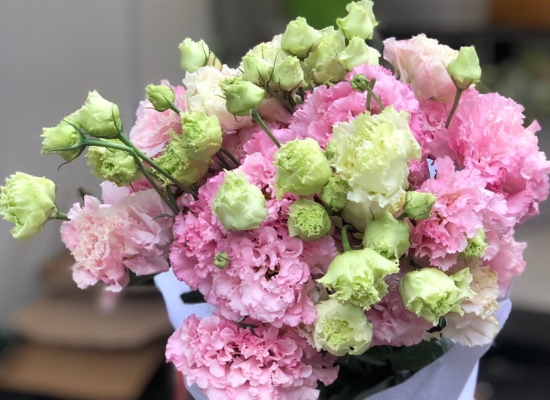 Lan tường hồng xoăn