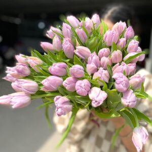 Tulip Double Katinka